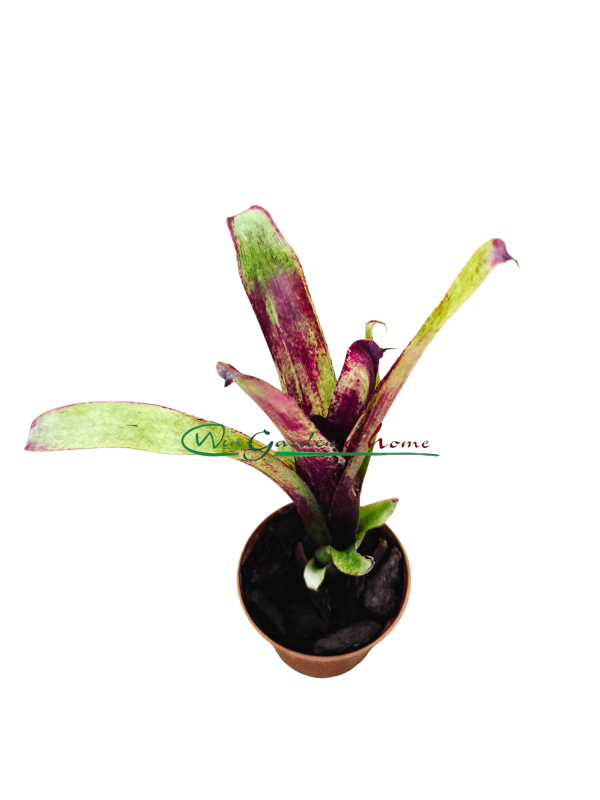 Aechmea nuicaulis Red Brazil