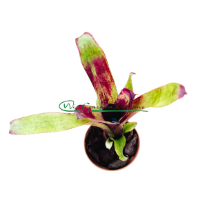 Aechmea nuicaulis Red Brazil