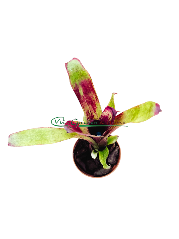 Aechmea nuicaulis Red Brazil