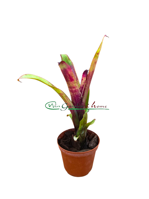 ANRB Aechmea nuicaulis Red Brazil