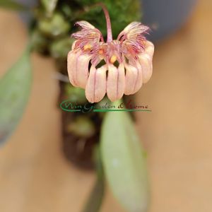 Bulbophyllum Roxburghii