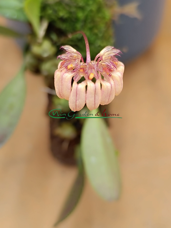 Bulbophyllum Roxburghii