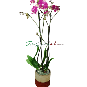 PHALAENOPSIS