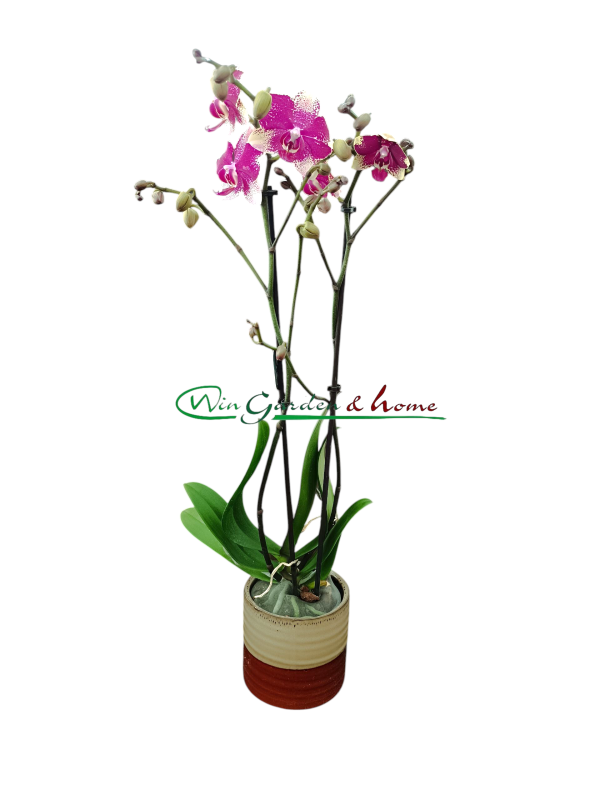 PHALAENOPSIS