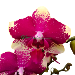 PHALAENOPSIS