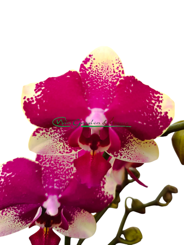 PHALAENOPSIS