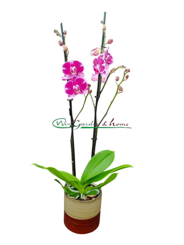 PHALAENOPSIS