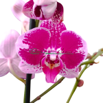 PHALAENOPSIS