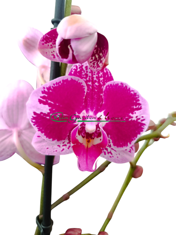 PHALAENOPSIS
