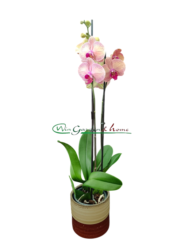 PHALAENOPSIS