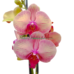 PHALAENOPSIS