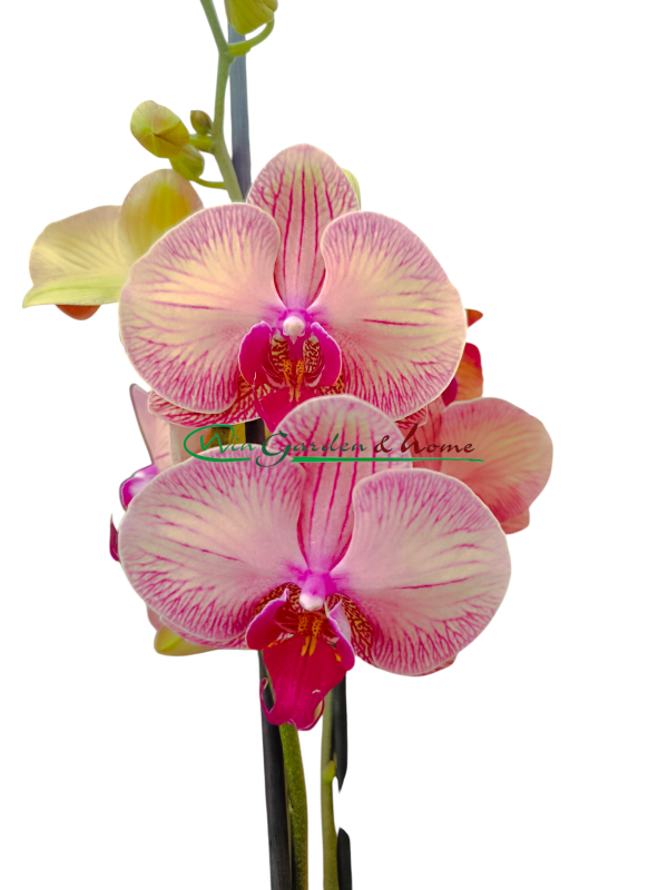 PHALAENOPSIS