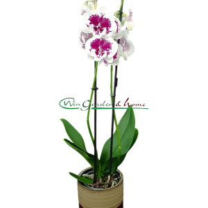 PHALAENOPSIS