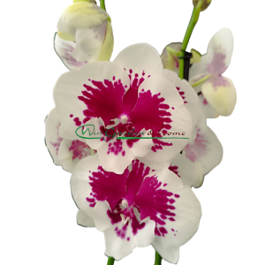 PHALAENOPSIS