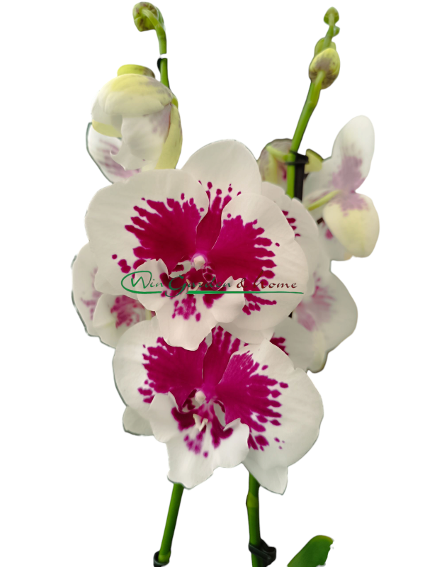 PHALAENOPSIS