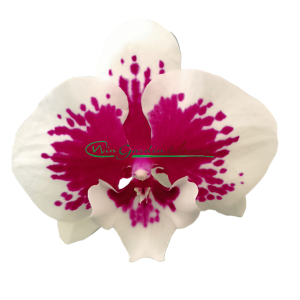 PHALAENOPSIS