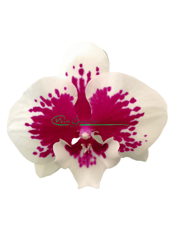 PHALAENOPSIS