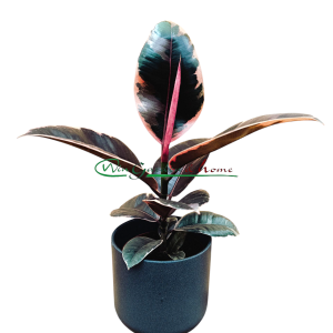 Ficus Elastica Belize