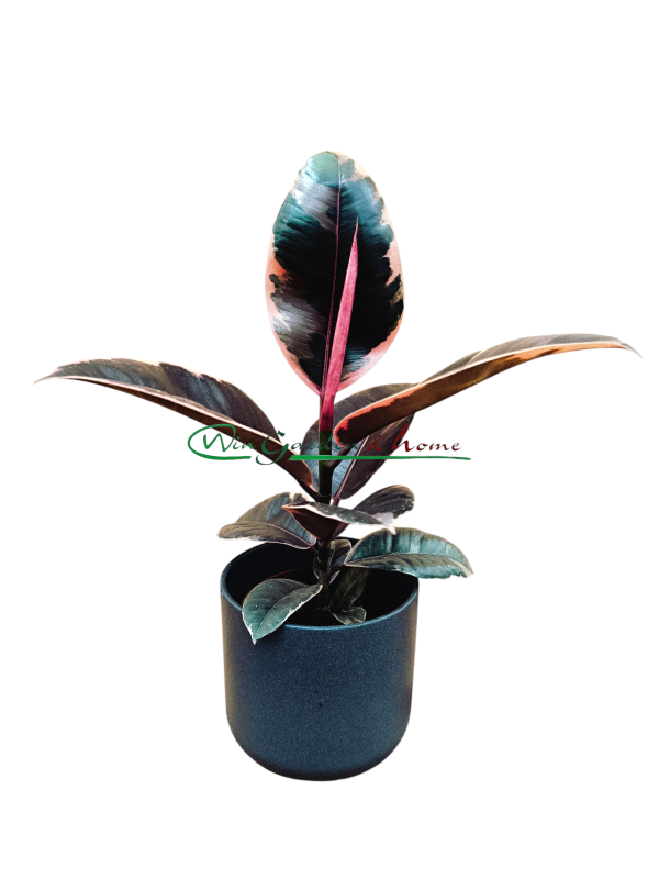 Ficus Elastica Belize