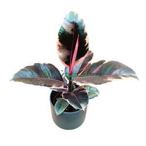 Ficus Elastica Belize