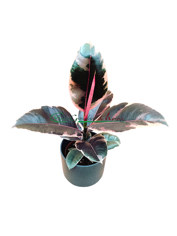 Ficus Elastica Belize