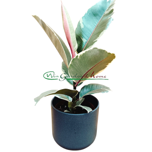 Ficus elastica Tineke