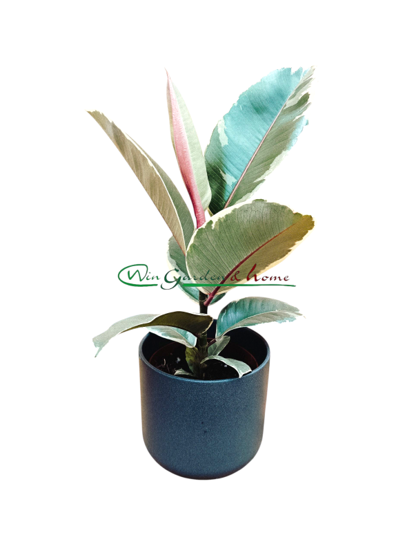Ficus elastica Tineke
