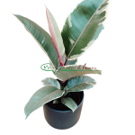 Ficus Elastica Tineke
