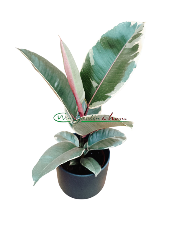 Ficus Elastica Tineke