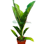 DIEFFENBACHIA CAIMAN