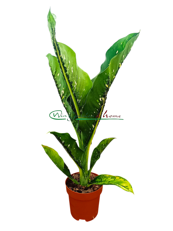 DIEFFENBACHIA CAIMAN