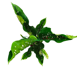 DIEFFENBACHIA CAIMAN