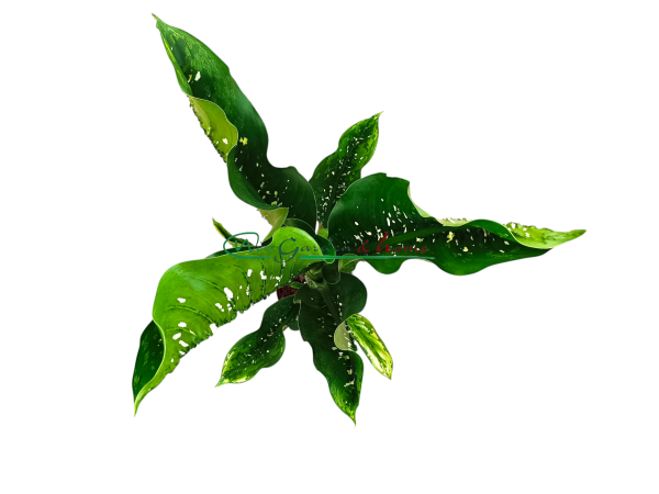 DIEFFENBACHIA CAIMAN