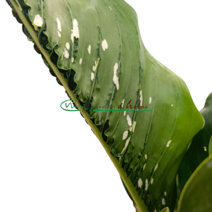 DIEFFENBACHIA CAIMAN