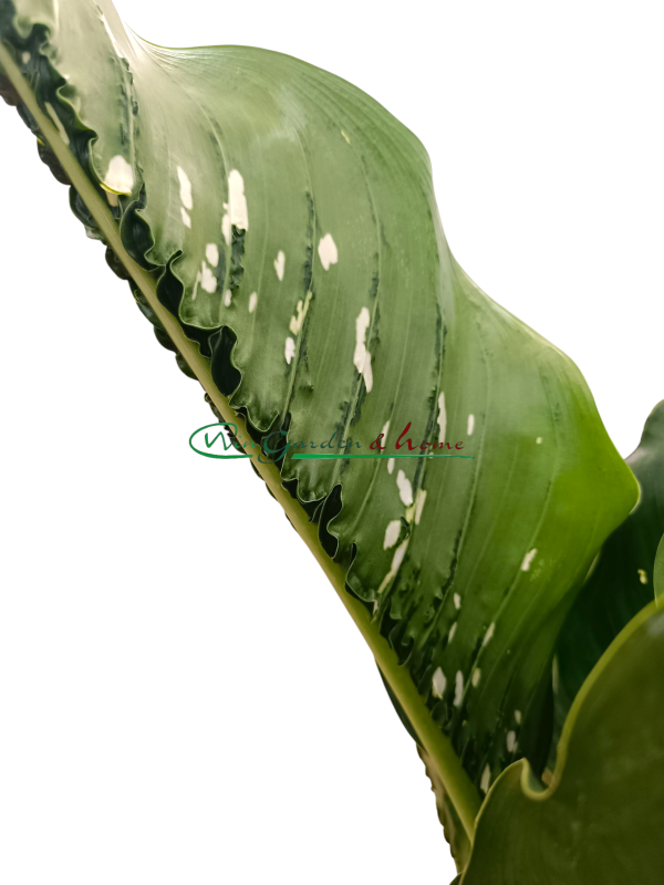 DIEFFENBACHIA CAIMAN