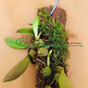 Bulbophyllum Roxburghii