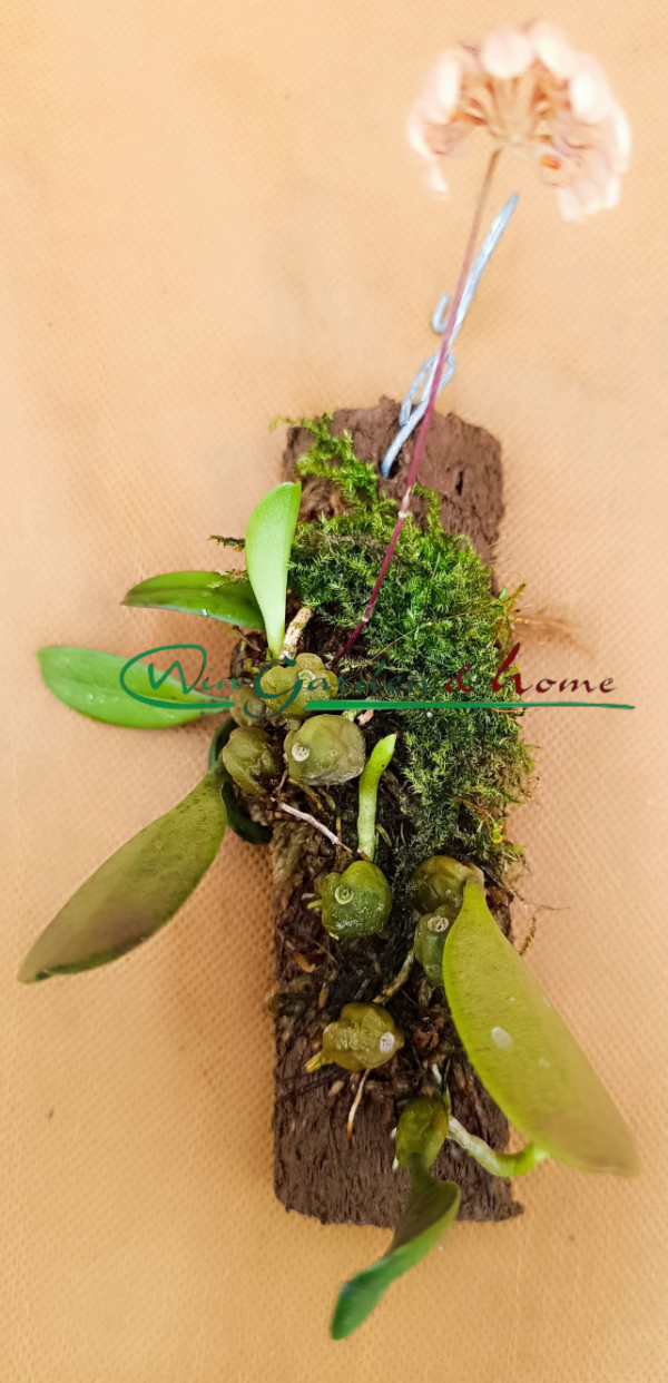 Bulbophyllum Roxburghii