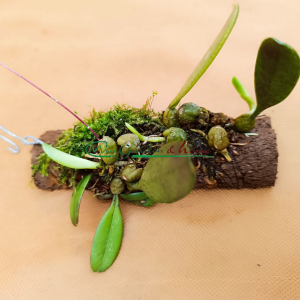 Bulbophyllum Roxburghii