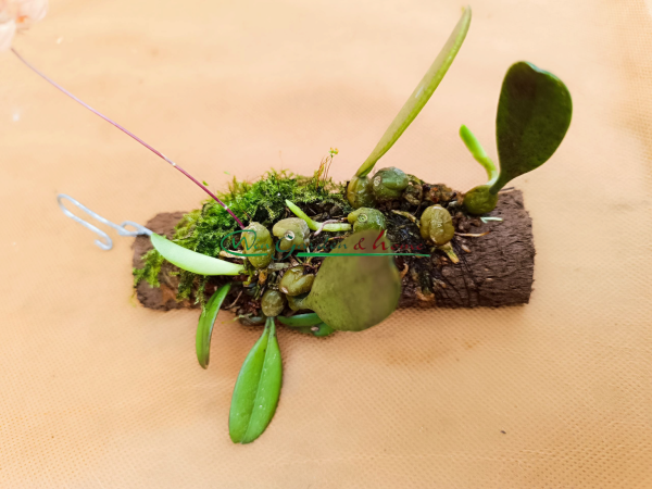 Bulbophyllum Roxburghii