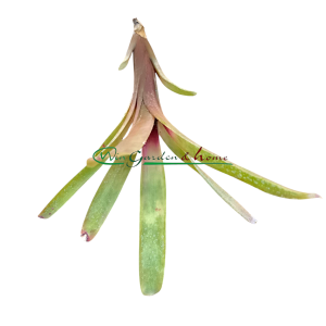 Neoregelia Amandae