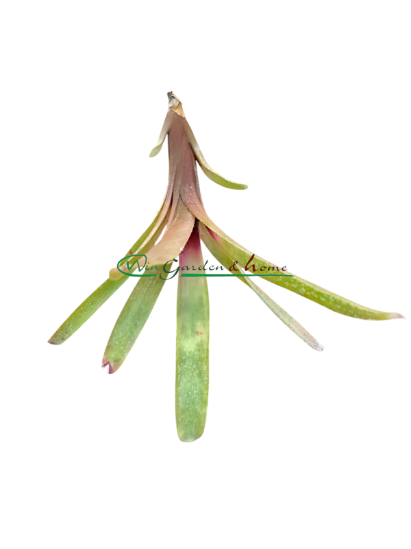 Neoregelia Amandae