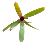 Neoregelia Amandae