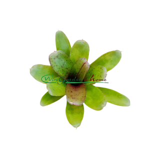 Neoregelia Chiquita