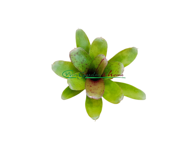 Neoregelia Chiquita