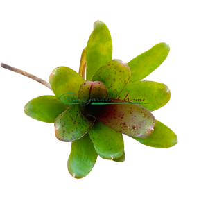 Neoregelia Chiquita - Image 1