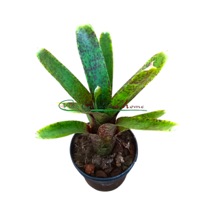 Neoregelia Guinea