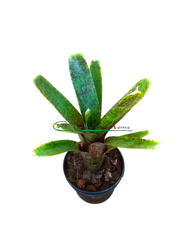 Neoregelia Guinea