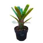 Neoregelia Guinea