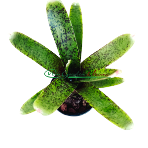 Neoregelia Guinea