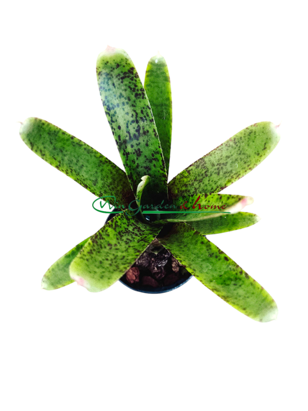 Neoregelia Guinea